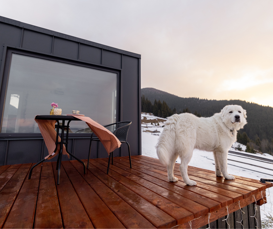 deck with dog and table and chair